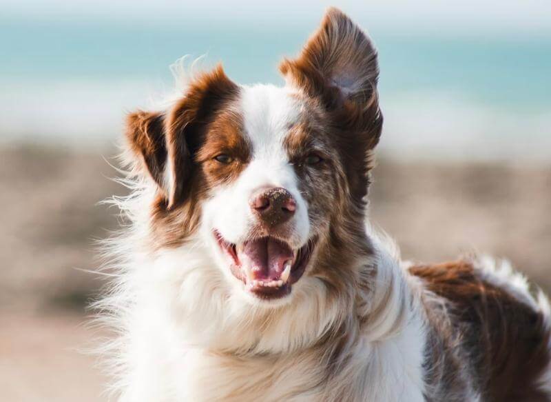 white and brown dog at the beach