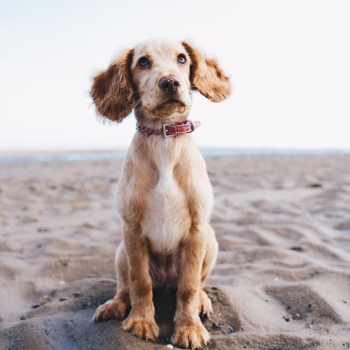 puppy at the beach