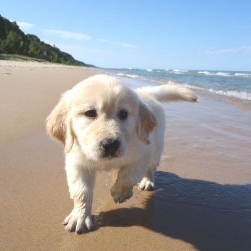 puppy at beach