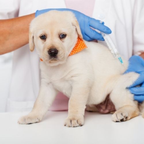 puppy vaccines